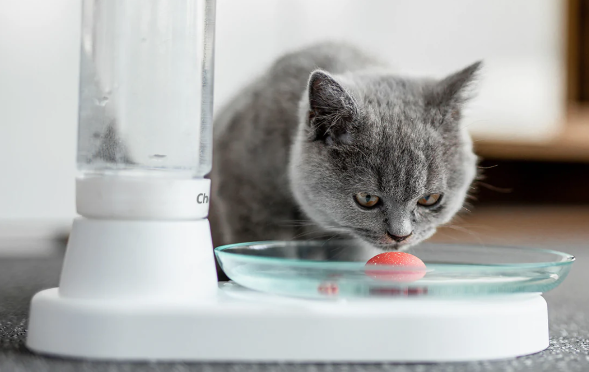 The Best Water Fountains for Cats The Tech Edvocate