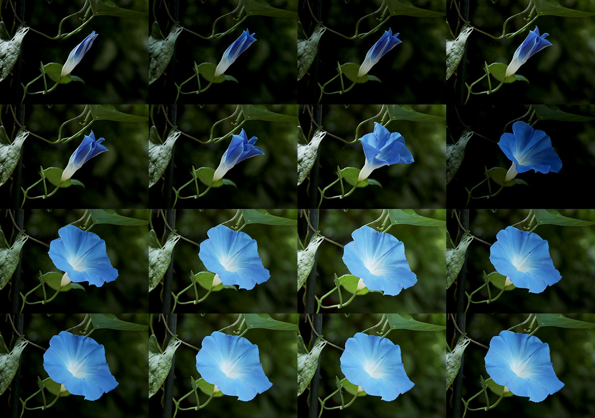 How to Make a Blooming Flower TimeLapse A Beginner's Guide The Tech