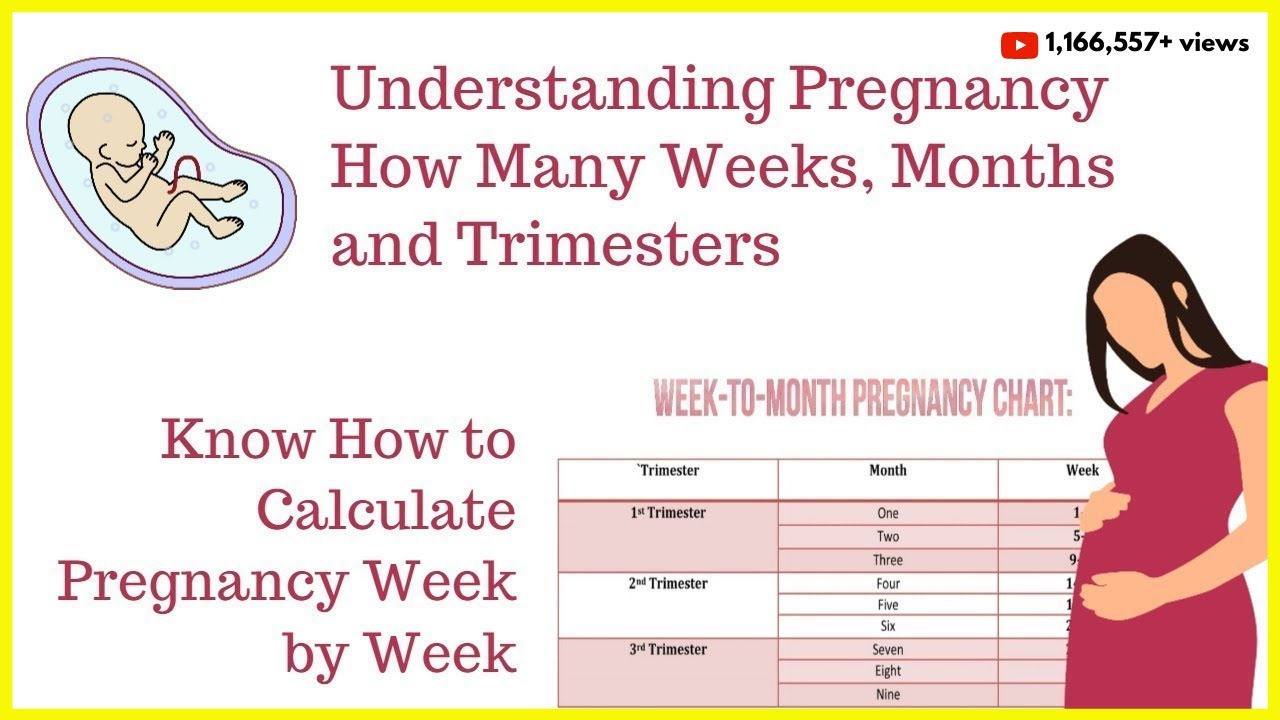 51 неделя какой месяц. Pregnancy week by week. Week month pregnancy. Stages of pregnancy by weeks.