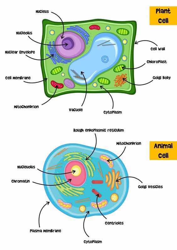 what does chromatin look like in a plant cell
