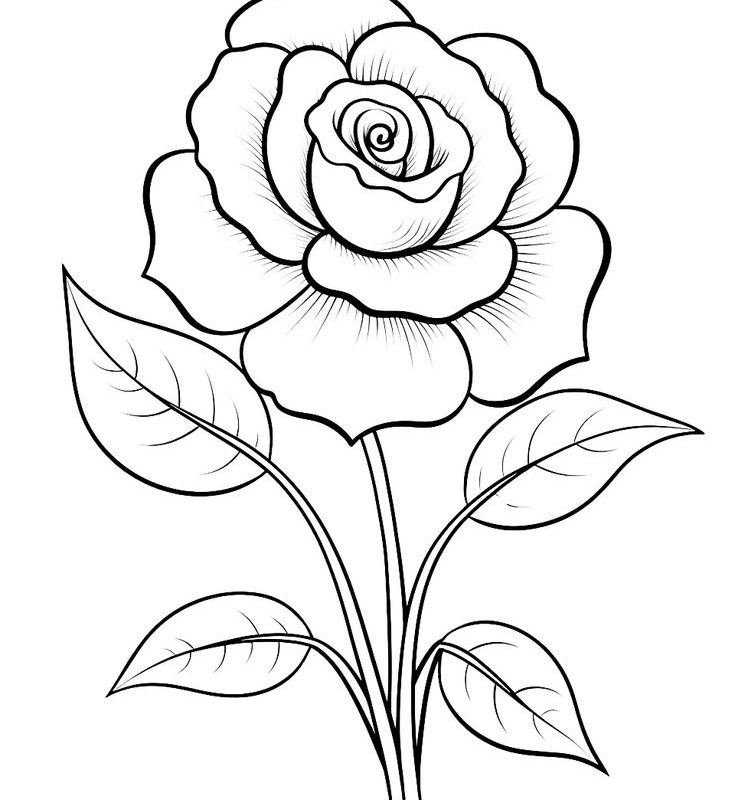 Drawing sketch rose flower. AI | Free Photo Illustration - rawpixel-saigonsouth.com.vn