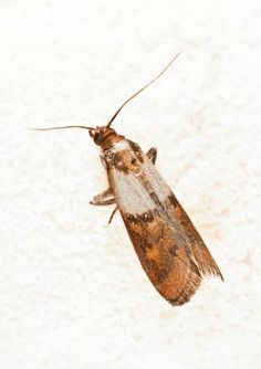 https://www.thetechedvocate.org/wp-content/uploads/2023/10/3-Ways-to-Get-Rid-of-Pantry-Moths.jpg