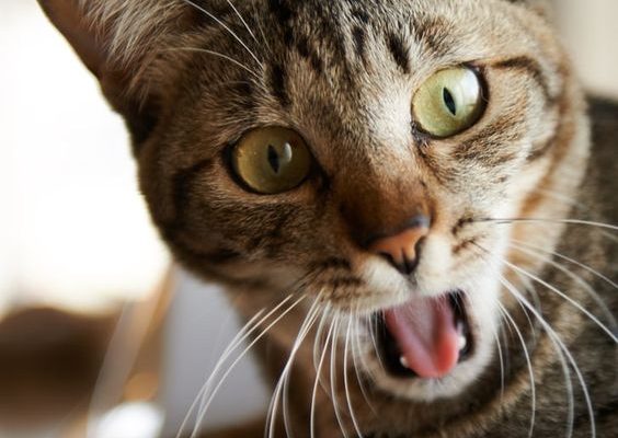 5 Ways to Help a Cat Cough Up a Hairball - The Tech Edvocate