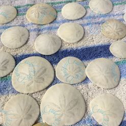 How to clean sand dollars. Bleaching and sealing your sand dollar  treasures. 