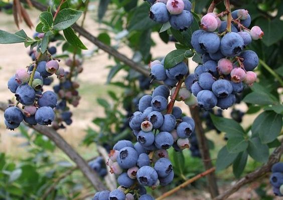 How to Grow Blueberries - The Tech Edvocate