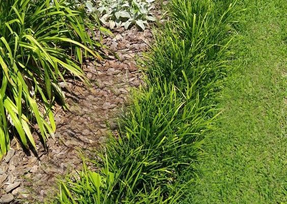 How to Plant Monkey Grass: 13 Steps - The Tech Edvocate