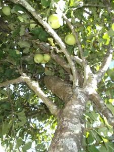 How to Prune Old Apple Trees - The Tech Edvocate