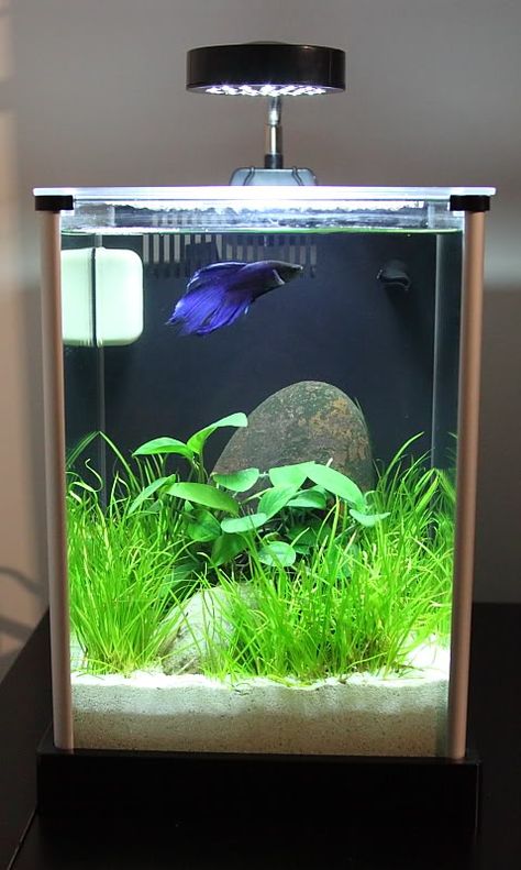 How to Set Up a Betta Tank - The Tech Edvocate