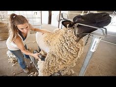 Preparing for Sheep Shearing: A 5-Step Guide