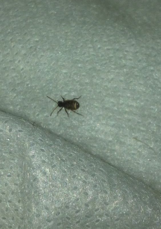 3 Ways to Get Rid of Carpet Beetles - The Tech Edvocate