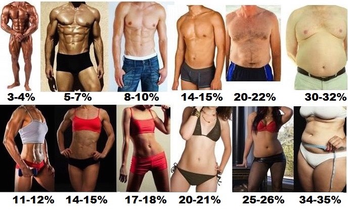 Body Fat Calculator for Men and Women — Dizwa.com