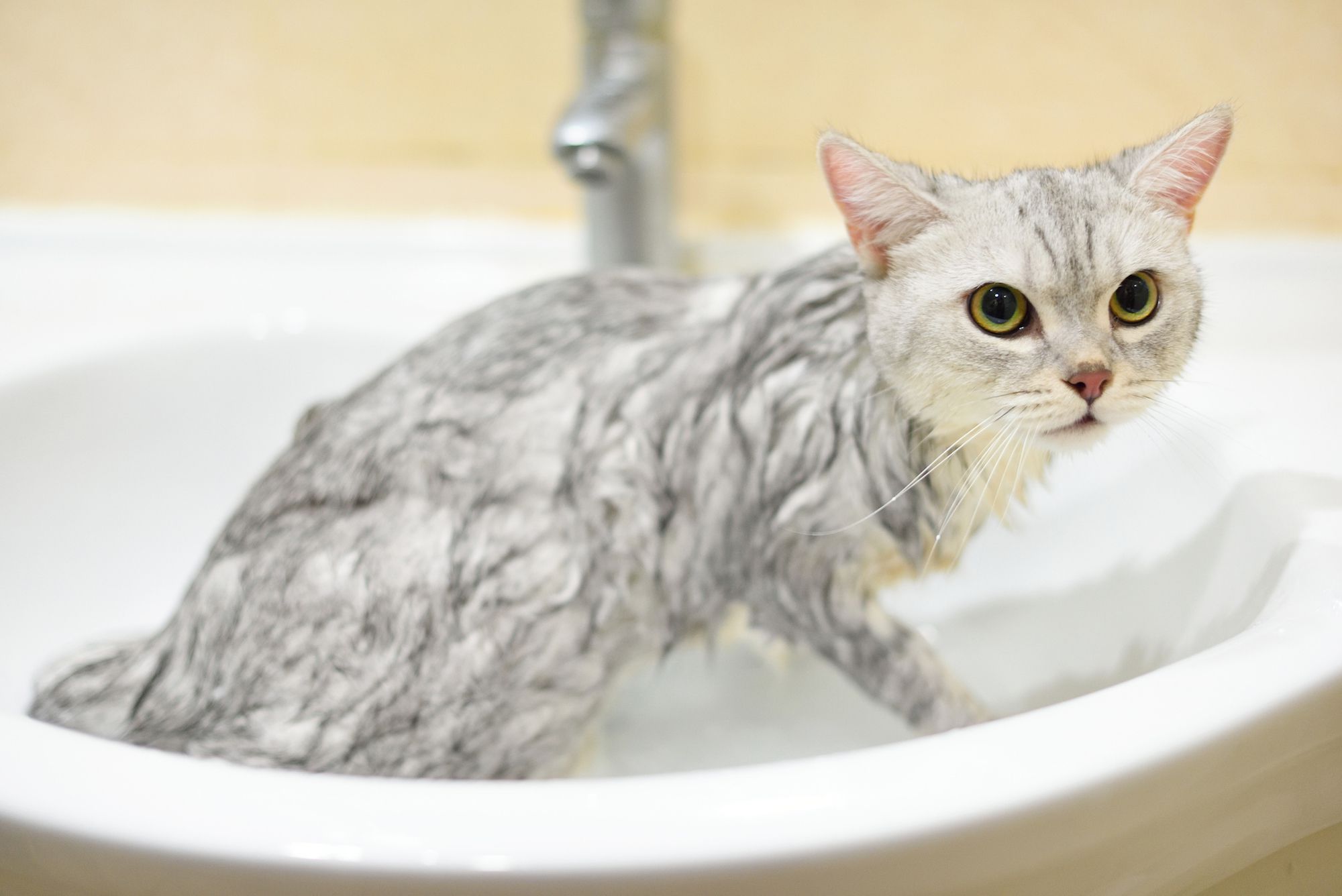 Можно мыть кошек мылом. Купание кошки. Котенок купается. Помытый котенок. Мытье кошки.