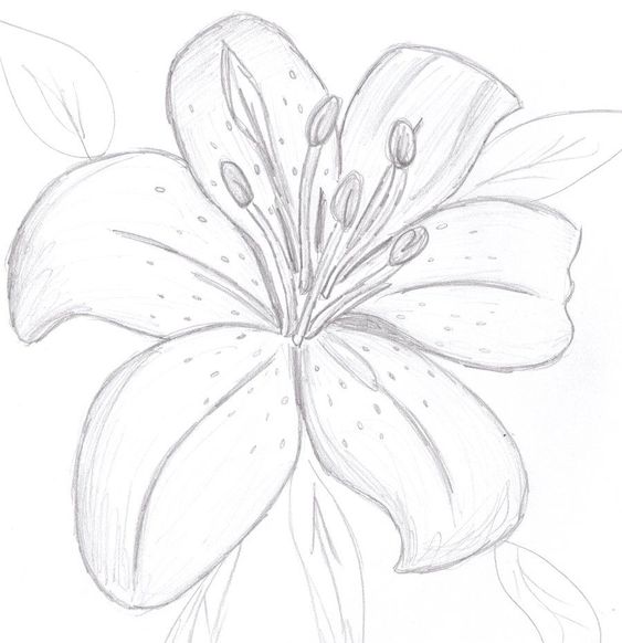 Draw the Beauty of the Lily Flower - YouTube