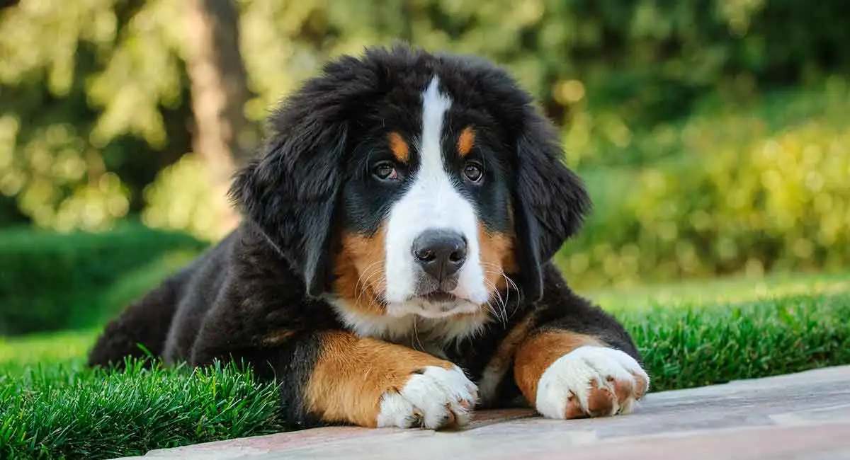 How to Train Bernese Mountain Dogs - The Tech Edvocate