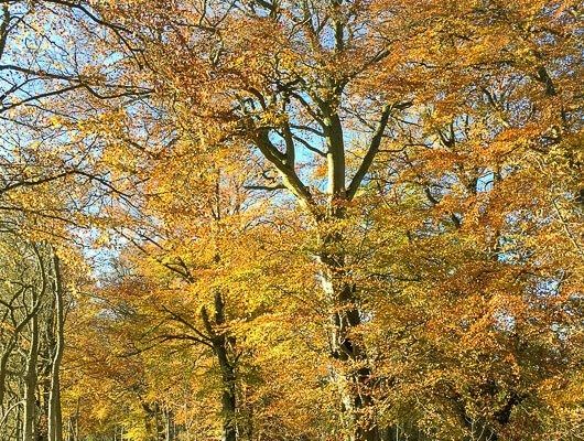 Here are 5 of the best autumn walks in Scotland to enjoy in the coming ...